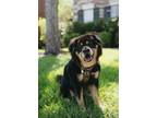Adopt Oso a Black - with Tan, Yellow or Fawn Chow Chow / Rottweiler / Mixed dog