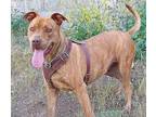 Adopt Covi a Brindle American Pit Bull Terrier / American Staffordshire Terrier