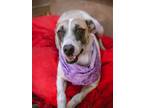 Adopt Betty White a Great Dane / Terrier (Unknown Type, Medium) / Mixed dog in