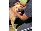Adopt Tootie a Chesapeake Bay Retriever / Labrador Retriever / Mixed dog in