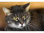 Adopt Emma a Gray, Blue or Silver Tabby Domestic Shorthair (short coat) cat in