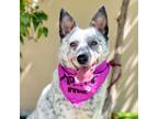 Adopt KEIRA a Gray/Silver/Salt & Pepper - with White Australian Cattle Dog /