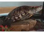 Adopt Big Mama a Turtle - Other reptile, amphibian, and/or fish in Mankato