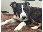 Adopt 161008 a Black Border Collie / Mixed Breed (Medium) / Mixed (short coat)