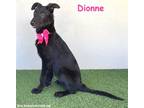 Adopt Dionne a Black Patterdale Terrier (Fell Terrier) / Mixed dog in San Diego