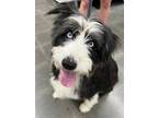Adopt Diamond a Black - with White Australian Shepherd / Bearded Collie / Mixed