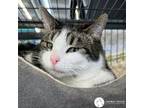 Adopt Bambi a Brown Tabby American Shorthair (medium coat) cat in St.