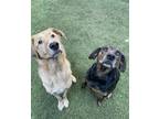 Adopt Dublin and Tucker - Bonded Pair a Rhodesian Ridgeback / Shepherd (Unknown