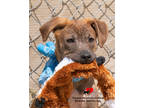 Adopt Odessa a White Golden Retriever / Mixed Breed (Medium) / Mixed (short