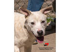 Adopt Dakota a White Dalmatian / Mixed Breed (Medium) / Mixed (short coat) dog