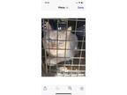 Adopt Squeak a Orange or Red Siamese (short coat) cat in Walterboro