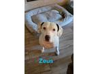 Adopt ZEUS a White - with Black Pit Bull Terrier / Hound (Unknown Type) / Mixed