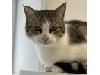 Adopt Portia a Brown Tabby Domestic Shorthair (short coat) cat in Faribault