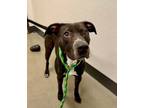 Adopt Baxter 789584 a Black American Pit Bull Terrier / Mixed Breed (Medium) /
