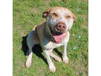 Adopt Mi Amigo a Tan/Yellow/Fawn Beagle / Mixed Breed (Medium) / Mixed (short