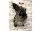 Adopt Pepper a Lionhead / Mixed (long coat) rabbit in Olive Branch