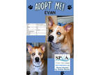 Adopt Evan a Tan/Yellow/Fawn Husky / Mixed Breed (Medium) / Mixed (short coat)