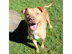 Adopt Nugget a Brindle American Pit Bull Terrier / Mixed Breed (Medium) / Mixed