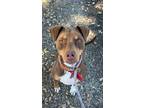 Adopt ALMOND a Doberman Pinscher / Mixed dog in Chico, CA (39826295)