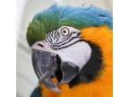 Adopt Lindy a Macaw bird in Elizabeth, CO (38792796)