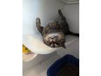 Adopt Pancake a Brown Tabby Domestic Shorthair / Mixed Breed (Medium) / Mixed