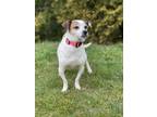 Adopt Bella a White Jack Russell Terrier / Mixed Breed (Medium) / Mixed (short