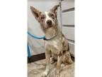 Adopt Eddie a Brown/Chocolate - with White Australian Shepherd / Border Collie /
