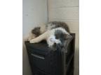 Adopt Kevin a Gray or Blue (Mostly) Turkish Angora / Mixed (medium coat) cat in