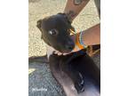 Adopt WOOBIE a Black American Pit Bull Terrier / Mixed Breed (Medium) / Mixed