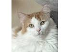 Adopt Aspen a Cream or Ivory Turkish Van (medium coat) cat in Huntington Beach