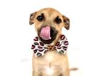 Adopt Allister a Tan/Yellow/Fawn Labrador Retriever / Mixed Breed (Medium) /