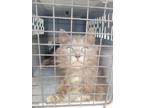 Adopt Blue a Gray or Blue (Mostly) Domestic Mediumhair (medium coat) cat in