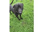 Adopt Geff a Black - with White American Pit Bull Terrier / Labrador Retriever /