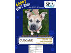 Adopt Cupcake a Tan/Yellow/Fawn American Pit Bull Terrier / Mixed Breed (Medium)