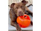 Adopt Tootsie Roll a Terrier (Unknown Type, Small) / Mixed dog in Freeport