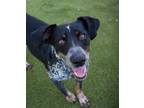 Adopt Jasper a Gray/Silver/Salt & Pepper - with Black Australian Cattle Dog /