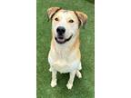 Adopt Teddy a Tan/Yellow/Fawn - with White German Shepherd Dog / Alaskan