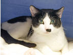 Adopt Paisley a All Black Domestic Shorthair / Mixed Breed (Medium) / Mixed