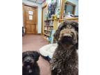 Adopt Roxy & Cooper BONDED PAIR a Brown/Chocolate Labradoodle / Mixed dog in