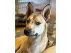Adopt Amber AKA Chyna a Tan/Yellow/Fawn - with Black Carolina Dog / Black Mouth
