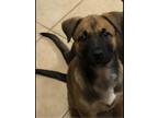 Adopt Boy Blue a Tricolor (Tan/Brown & Black & White) Belgian Malinois / Mixed