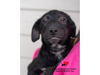 Adopt Oz a Black Golden Retriever / Mixed Breed (Medium) / Mixed (short coat)