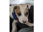 Adopt Rain a White Australian Shepherd / Mixed Breed (Medium) / Mixed (short