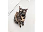 Adopt Holly a Tortoiseshell American Shorthair (short coat) cat in West Palm