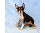 Adopt Delaney K25 1/8/24 a Black Australian Shepherd / Mixed Breed (Medium) /