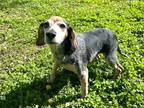 Adopt Jessi a Brown/Chocolate - with White Beagle dog in Jackson, GA (40787585)