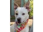 Adopt Bayley a White - with Red, Golden, Orange or Chestnut Blue Heeler / Boxer
