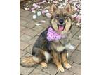 Adopt Kaya a Brown/Chocolate - with Tan Husky / Alaskan Malamute / Mixed dog in