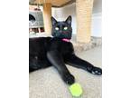 Adopt Queen a All Black Domestic Shorthair (short coat) cat in Mount Gilead