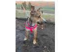 Adopt Portobella a Brown/Chocolate American Pit Bull Terrier / Mixed Breed